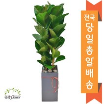 고급대형 화분 개업 축하 화분 전국 당일배송, 17. 인도고무나무, 1개