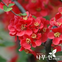 [나무인] 명자나무 흑광품종 개화주