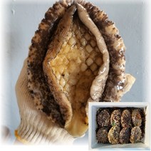 산지직송 국산 통영 자연산 전복 활전복 1kg 해녀가 직접 잡은 대 특대 왕특대 스페셜, 5. (예약제) 스페셜 전복 1kg(3미)