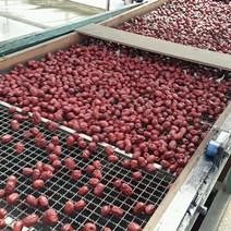2022년 경산 햇 대추 1kg 국산 건대추 상초 특초 별초 말린대추, 건대추 1kg 별초(대과), 1개