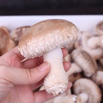 강원도 평창 쫄깃 향긋함 가득 하늘송이버섯, 1박스, 상품 1kg