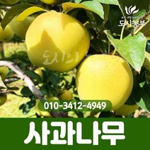 사과/시나노골드/접목2년/1등묘/황금사과/특묘/사과나무/2년분/유실수/조경수/과일/나무/묘목/도시농부