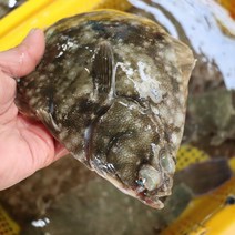 국내산 삼천포 당일조업 당일손질 자연산 봄도다리 손질 도다리쑥국 2kg