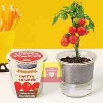 방울토마토 키우기 씨앗 흙 화분 세트 식물 키트