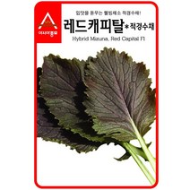 경수채 교나씨 레드캐피탈 적경수채 3g