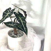 거북알로카시아 공기정화식물 화분 꽃 키우기쉬운식물, 01_거북알로카시아