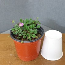 풍로초, 1개
