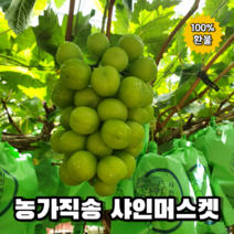 특등급 고당도 상주 직배송 샤인머스켓 2kg, 3. 프리미엄 2kg (3송이)