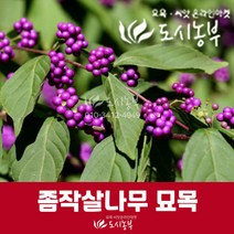 우리나라향토종 좀작살나무 묘목/실생2년/키100cm판매, 좀작살 키100cm(4주)