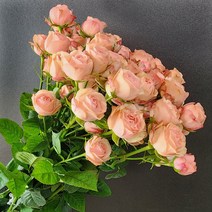 [플라워365마켓] 자나 미니 장미 꽃배달 싼곳 도매 생화꽃 경매 택배 발송, 반단, 1개