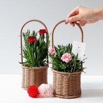 피플랜트 향 카네이션 원형 라탄화분세트 생화 모종 어버이날 스승의날 선물, 핑크 향카네이션 + 원형라탄화분+감사메시지픽 SET