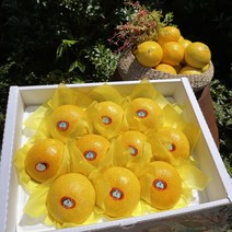 청정제주 고당도 황금향 제철과일 산지직송 가정용 선물용 추석선물 3kg 5kg, 5kg 가정용