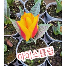 아이스튤립/엘사튤립으로 잎위에 눈꽃모양