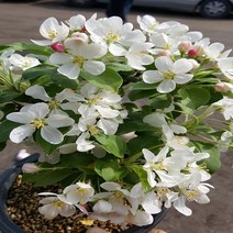 행복한꽃순이 애기 사과나무 1