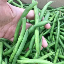 생 그린빈스 300g