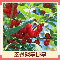앵두나무 묘목 조선앵두 접목1년생 뿌리묘 3개