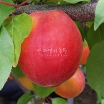 [나무판매] 자연농원 샤이니 (플럼코트~자두+살구 퓨전과수 )묘목판매, 하모니 (자두+살구)