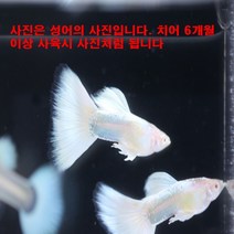 고정구피 알비노 저먼 화이트 구피, 치어10마리