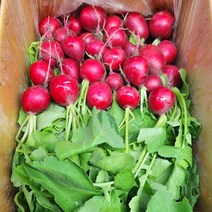 래디쉬 적환 500g, 1개