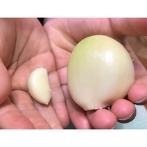 코끼리마늘, 코끼리마늘1kg