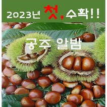 23년햇공주밤 (특) / (대) 2.1kg ~ 8.4kg (9월 4일 부터 순차 발송), 1개, 6.3kg