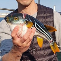 당일 손질 자연산 복어 까치복 1400g 보양식 국내산 복지리 복요리 제철생선, 1400g~1600g 2세트