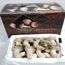 송이송향버섯(송화버섯 송고버섯) 농가직송 무농약친환경, 1박스, 선물용(명품)1kg