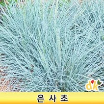 들꽃닷컴]야생화 노지월동식물 조경소재 은사초 4치포트 1개