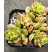 [별이네 다육] 다육식물 사과꽃 군생