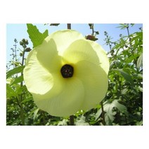 금화규씨앗 100g/금화규 종자/국내 채종 종자, 50g