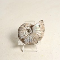 19g 암모나이트 화석 / 판매 광물 반려돌 크리스탈 수정 천연원석 쇼핑몰