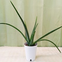 하늘꽃농원 알로에 알로에베라 식용식물