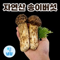 자연산 송이버섯 냉장 특등급 고급 선물세트, 가정용 3품 500g