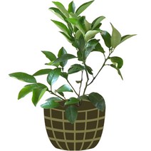 3년생 당유자 묘목 원예 제주도직발송 부모님효도선물