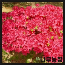 (나무농장) 철쭉 영산홍(대왕) 키 30cm 분 ( 5주묶음 )