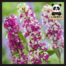 (나무판다) 붓들레아 묘목 포트 3종 시리즈, 2. 슈가플럼