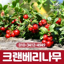 크랜베리/3년생/포트묘/크랜베리나무/크랜베리묘목/1등묘/열매/나무/묘목/도시농부