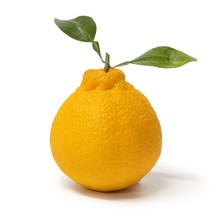 고당도 제주 한라봉 10kg내외 (30~50과)