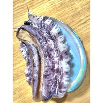 완도전복 8미~9미 1kg 더드림전복 전복솔증정 산지직송 노화 보길도 원조마을 오후2시주문까지 산소포장 건강의섬, 1개
