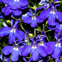 꽃모종]로벨리아 나비 꽃 9cm분/3개 NA182, 3개