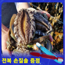 완도전복 직거래 특대(1kg 7미부터~) 고급포장 VIP 선물용 실속형(손질 칼 무료증정) - 활전복 특가행사, [대전복] 10미 2kg 1박스(20마리)