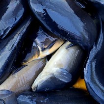 향어 3kg 주문즉시 손질 민물고기백화점, 향어 3kg(즉석 손질), 1개