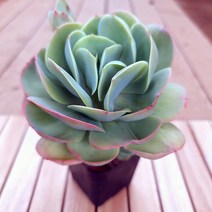 둥근잎비취후리데 예쁜다육 중품90 랜덤발송, 단품