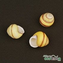 [개똥이네467] [조개] yellow snail (옐로우 스네일)