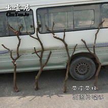 장난감 앵무새 나무 용품 놀이터 스탠드 새장 횟대, 0.9미터 벨트 새장, 마른 나뭇가지