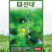 잔대 씨앗 잔대 씨 토종 약초 약재 종자 1000립
