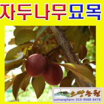 (G소망)추희 자두나무묘목 접목3년(분)1그루 결실주