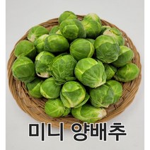 방울양배추 제주도 미니양배추 1kg 박스