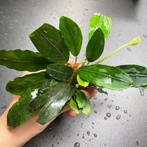 부세파란드라 무명 1촉 - 사진과 같은 색감과 무늬 사이즈는 조금 더 작은개체가 발송됨!