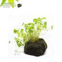 초보자도 키우기 쉬운 어항장식 포트수초 200종 모음, 107번) 모스포트수초 노치도메